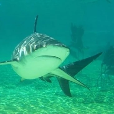 Shark  Sea World  Gold Coast  Queensland  Australia Poster Print by David Wall (36 x 24)