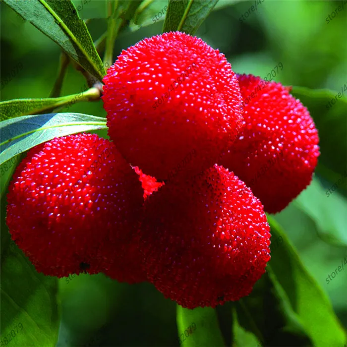10 Arbutus Unedo Strawberry Tree Delicious Chinese Fruit For Healthy And Home Garden Easy Grow