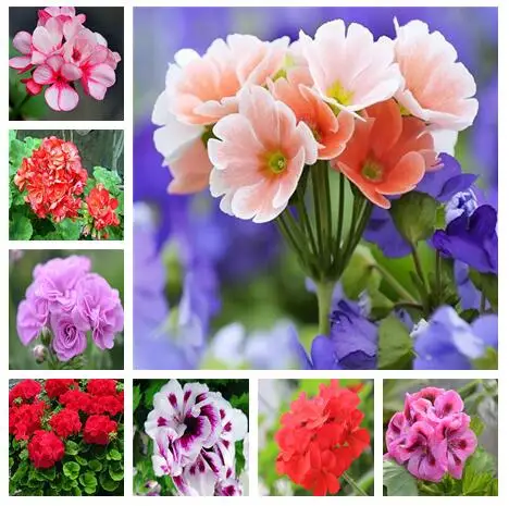 

100 Pcs Geranium Flower Rare Rainbow Flower Bonsai Pelargonium Perennial Flower Hardy Plant Indoor Potted Plant for Home Garden