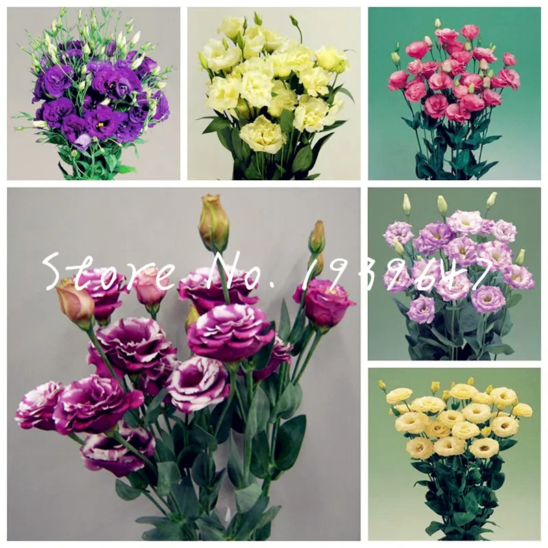 

100 pcs Rare Eustoma Bonsai Perennial Flowering Plants Balcony Potted Flowers Bonsai Lisianthus For Flower Home Garden Decor