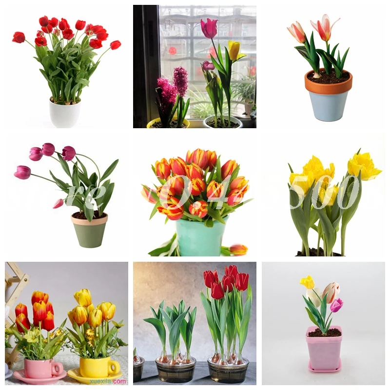 

500 Pcs Bonsai Mixed Tulip Plants Flowers Outdoor Semenata of Flowers Perennial Planting Simple for Home & Garden Planting