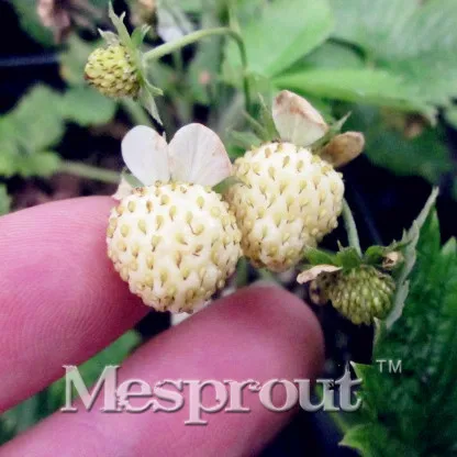 500 шт белые альпийские клубники Fragaria Vesca Pineberry фрукты Редкие оптом фрукты для домашнего сада посадки белые ягоды бонсай