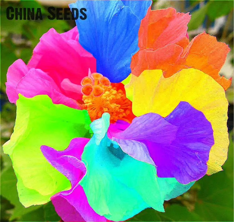 200Graine Mix colors Hibiscus Seeds Rare Hibiscus Rosa Flower Seeds