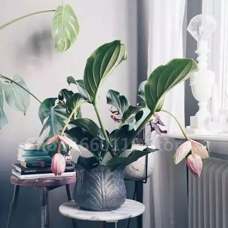 Medinilla Magnifica завод plantas natura бонсай цветочное растение для дома цветок для украшения сада завод 100 шт. семена цветок Medinilla Magnifica завод plantas natura бонсай цветочное растение для дома цветок для украшения сада завод 100 шт. семена цветок