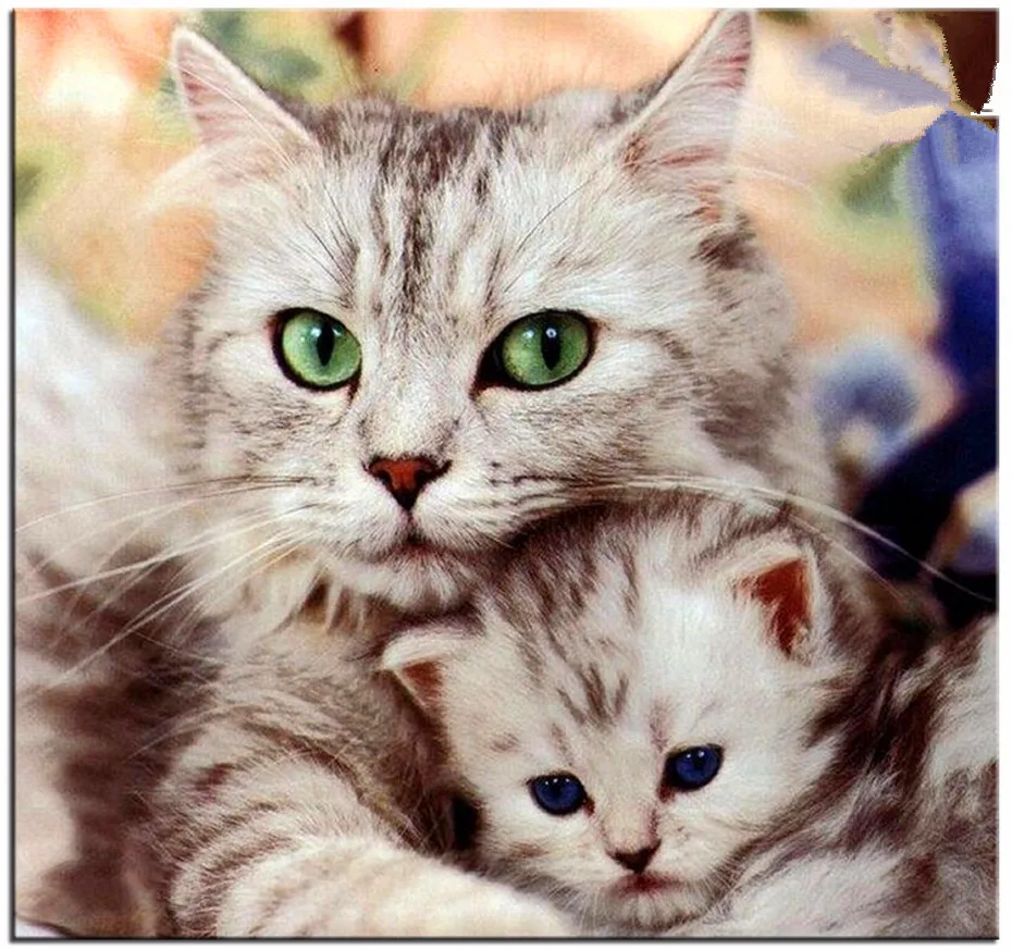 Online Buy Grosir Kitten Cat Gambar From China Kitten Cat Gambar Online Buy Grosir Kitten Cat Gambar From China Kitten Cat Gambar