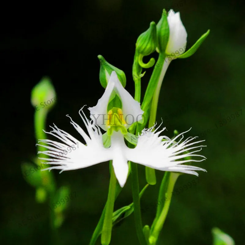 Genuine!100 Japanese Radiata Plant White Egret Orchid Bonsai Flores