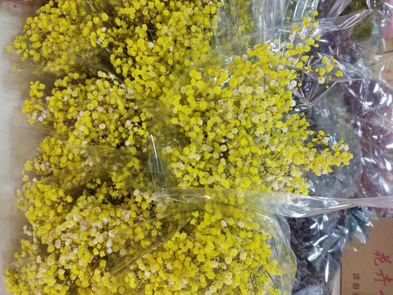 ms-babybreath yellow