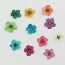 100 шт прессованный высушенный цветок сливы гербарий из растений для времени драгоценные камни Ювелирные изделия Подвески Кольца Серьги Аксессуары для изготовления цветов