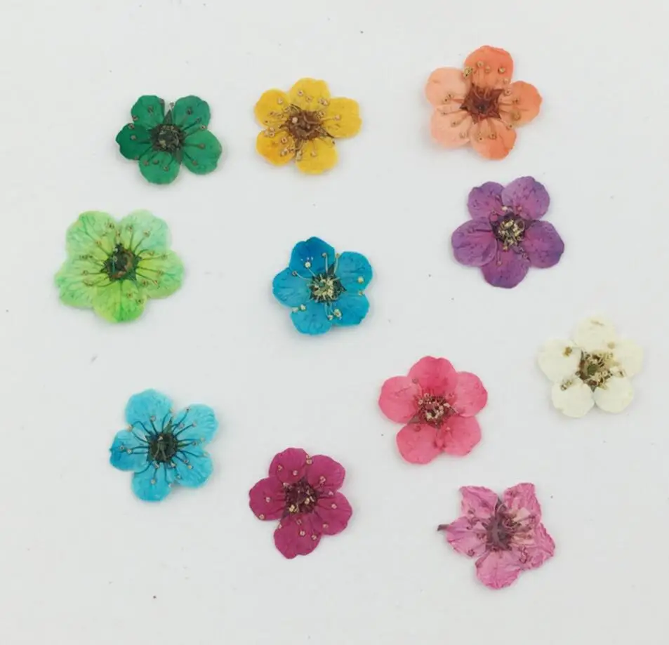 

100pcs Pressed Dried Plum Blossom Flower Plant Herbarium For Times Gems Jewelry Pendant Rings Earrings Flower Making Accessories
