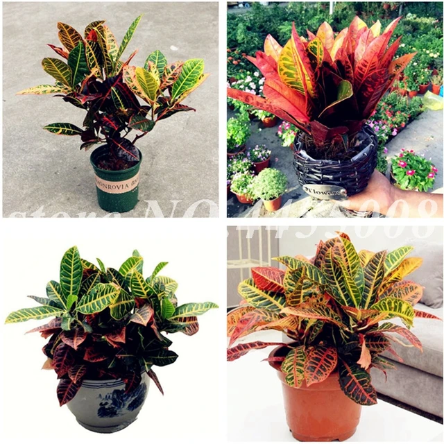 Aliexpress Hot 100 Pcs Real Variegated Leaf Croton 100 Pcs Real Variegated Leaf Croton Rainbow Codiaeum Variegatum Bonsai Ornamental Indoor Plant For Diy Home Gardening
