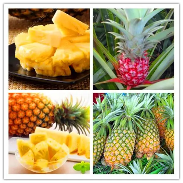 

500 Pcs Pineapple Bonsai Juicy Delicious Fruit Bonsai Rare Exotic Bonsai Potted Plant Decoration Home & Garden Free Shipping