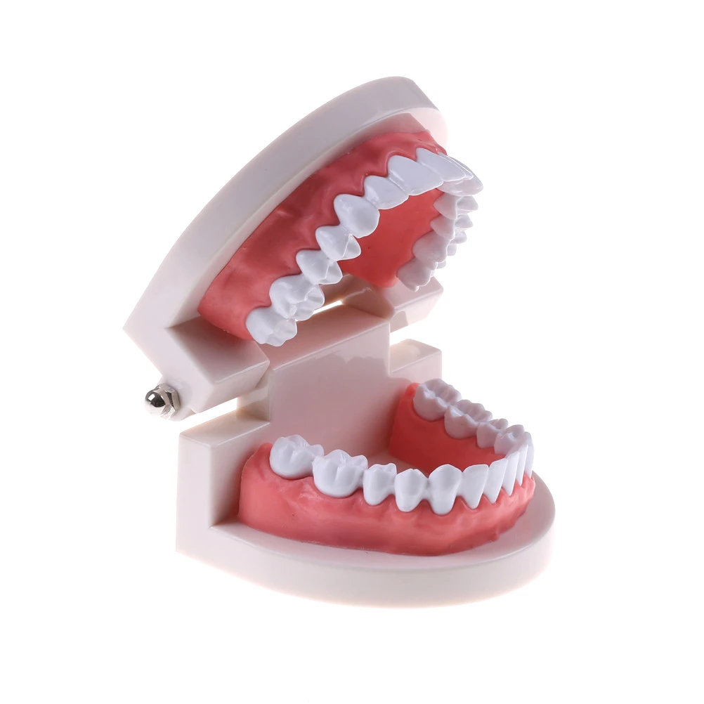 Buy New Sale Dental tooth model Early childhood