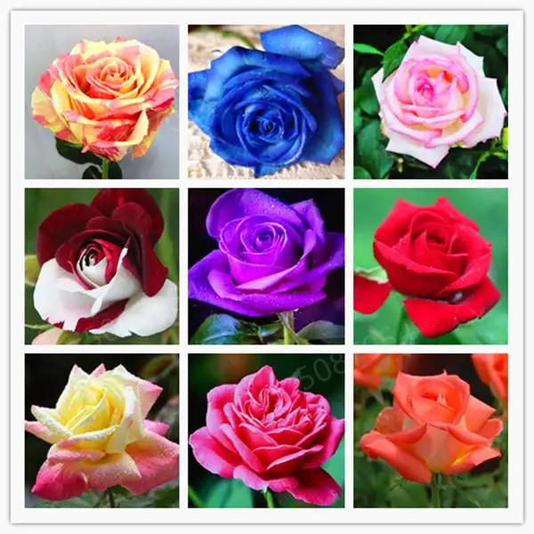 

200 pcs mixed colorful Rose Flower bonsai Home Garden Rare Flower plant Rainbow Rose flores beautiful rose bonsai