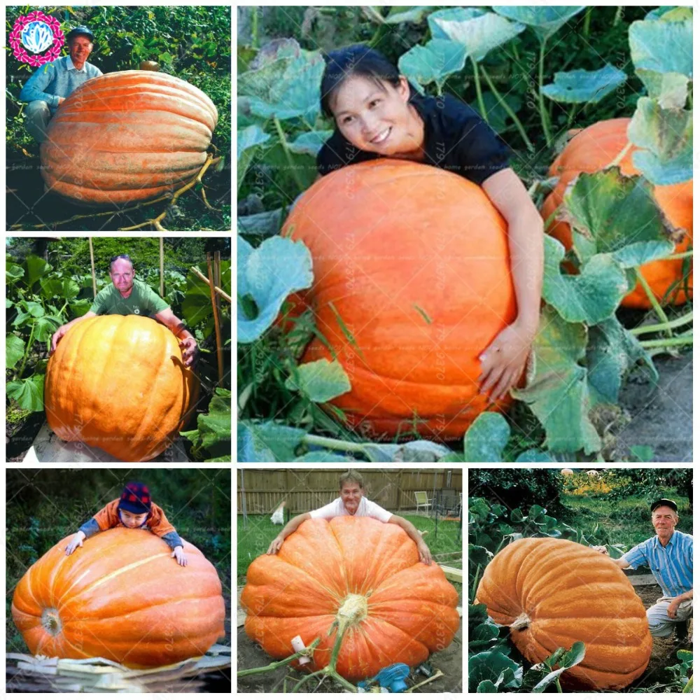 

30Pcs Sweet big pumpkin Bonsai Organic Heirloom Squash Winter Butternut plants Rare Vegetables Bonsai for home garden decoration