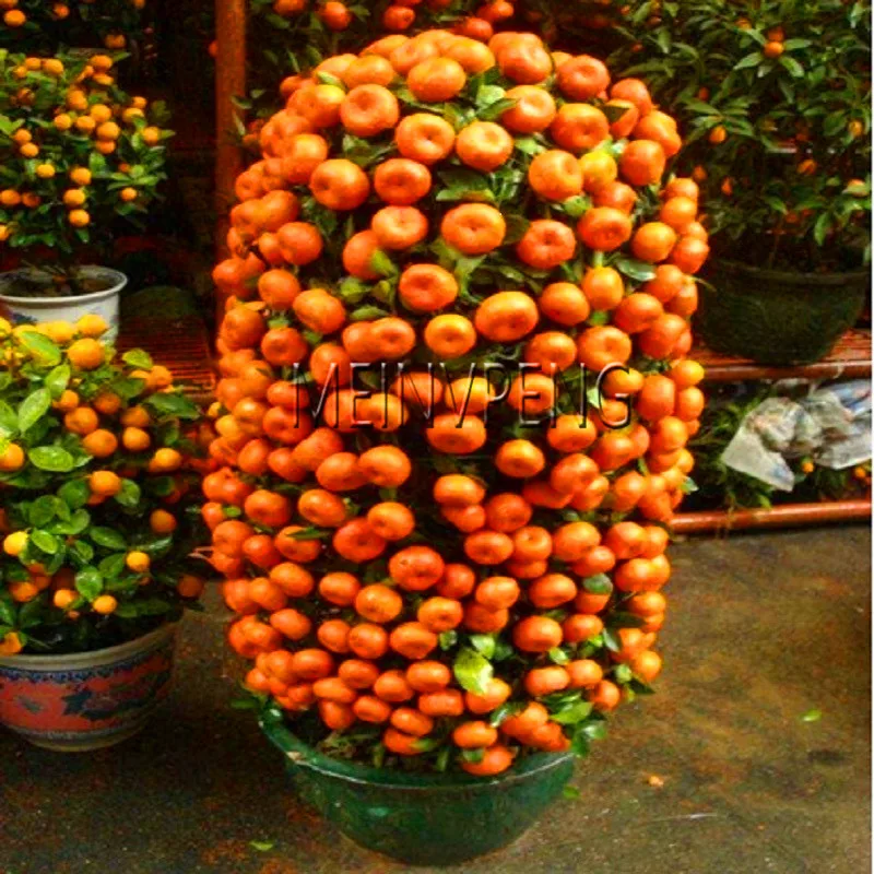 Edible Orange Fruit Tree Fresh Plant Home Bonsai Citrus Garden Best