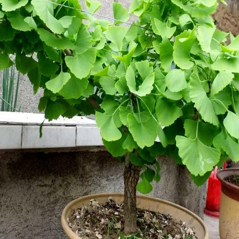 

50pcs-1000pcs High Quality Ginkgo Seed Plant Ginkgo Garden Green Potted Ginkgo Seed