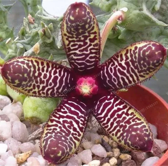 Stapelia Pulchella бонсай литопс смесь суккулентов сырой камень кактус растение Редкие цветы для дома, сада растения бонсай 100 шт - Цвет: 2