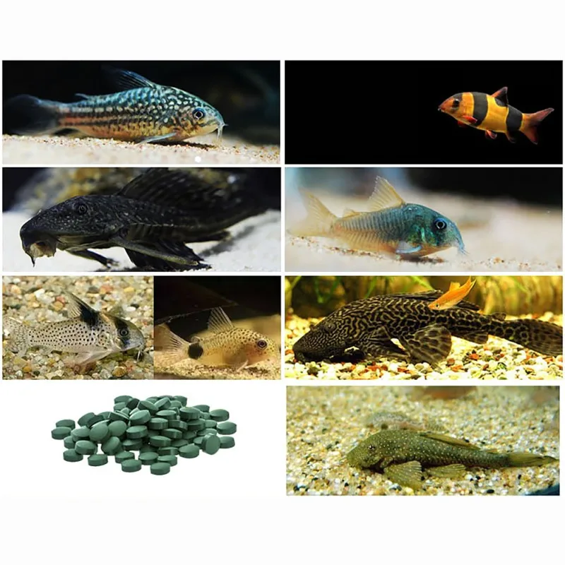 Рыбки для аквариума. Рыбы питаются. Трубки для креветок. Что является пищей для рыб аквариума. Питание аквариумных рыбок.