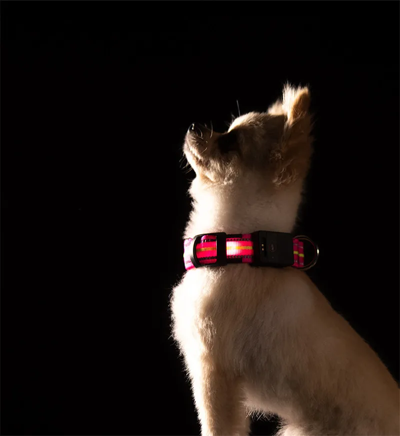 Dog Collar Luminous (17)