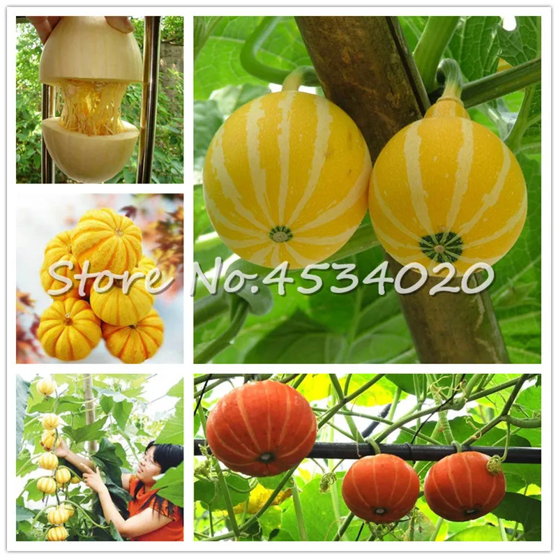 

Hot sales! 30 pieces Most Watched Value of Pumpkin bonsai Mandarin Duck Pear Pumpkin of Perennial Garden Ornamental Potted Plant
