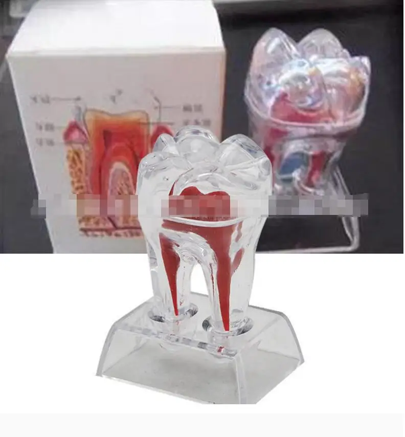 

2017 NEW Arrival Dental Crystal Base Hard Plastic Teeth Tooth Molar Model Fit for Smile