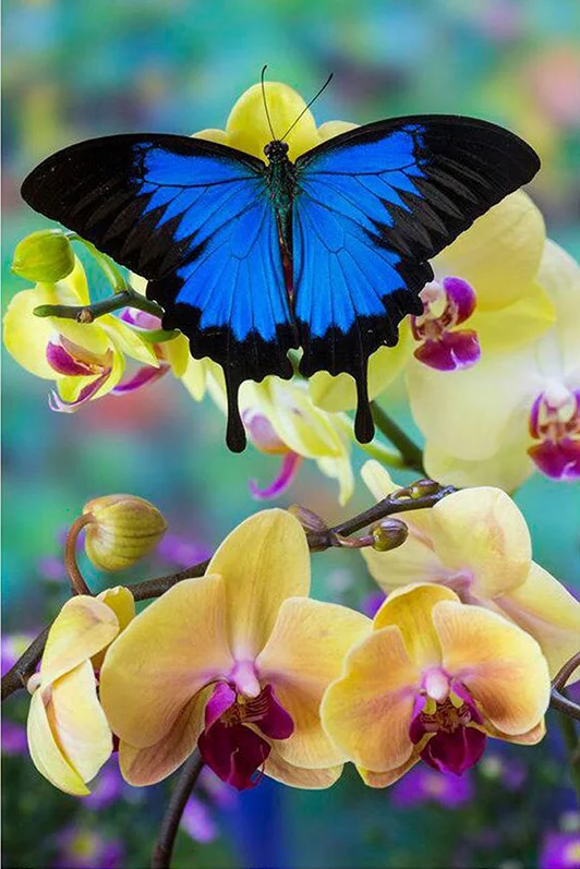 

5D DIY circular Diamond Painting Butterfly 3D Diamond Embroidered Cross Stitch Pattern Home Decoration