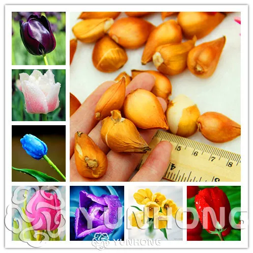 

New Fresh Plant 2 pcs /Lot Rare Tulip Bulbs Available Tulips Variety Fresh Bulbous Root Flowers High-Grade Flower Bonsai Garde
