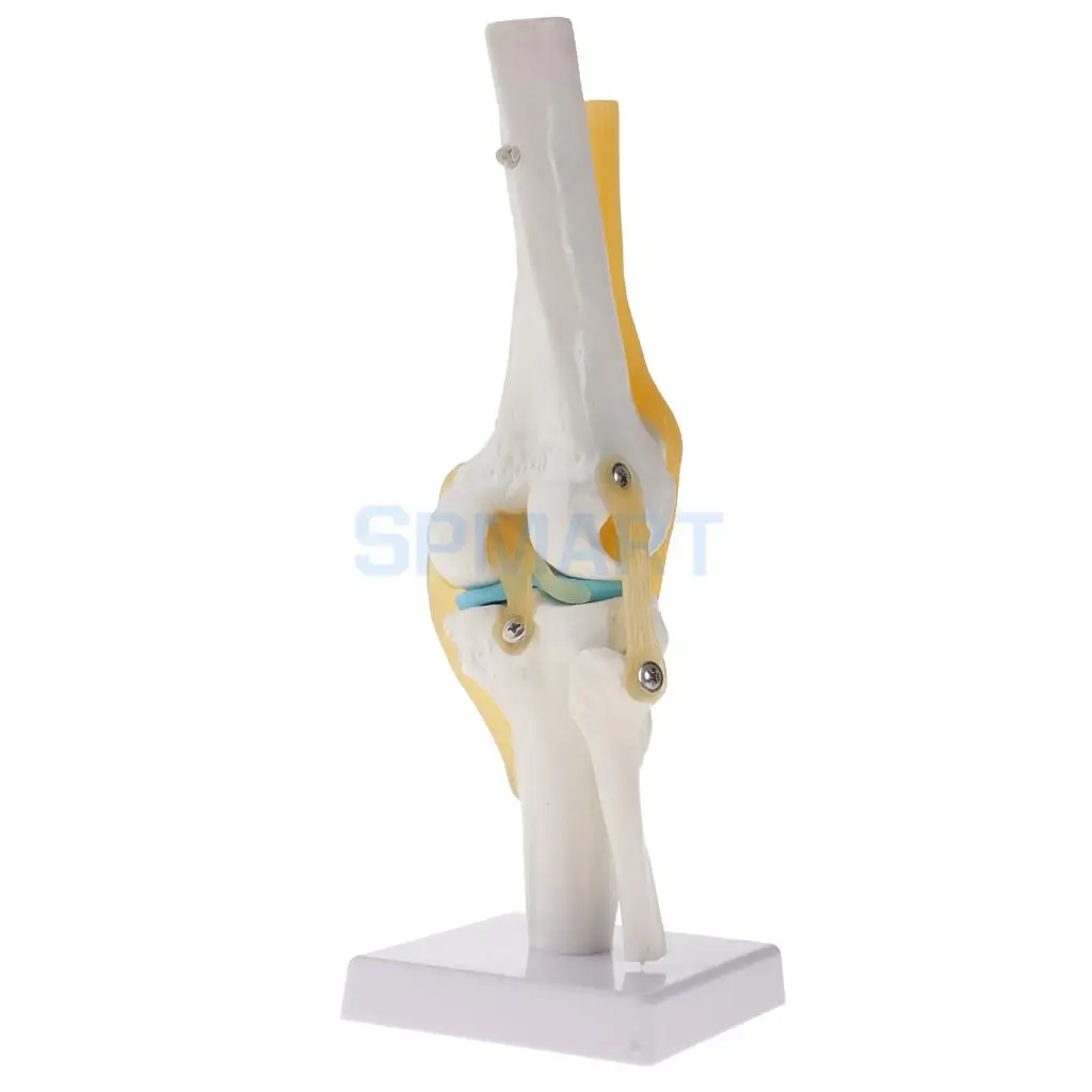 1:1 Human Knee Joint Skeleton +Human Foot & Ankle Joint Model School Teaching Display Lab Supplies Kits