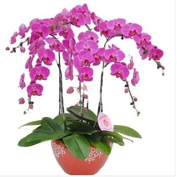

20pcs phalaenopsis orchid bonsais butterfly orchid beautiful flower
