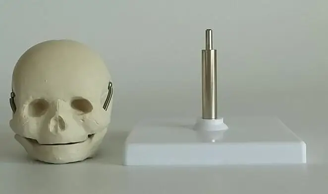 Модель Neonate skull Бесплатная доставка