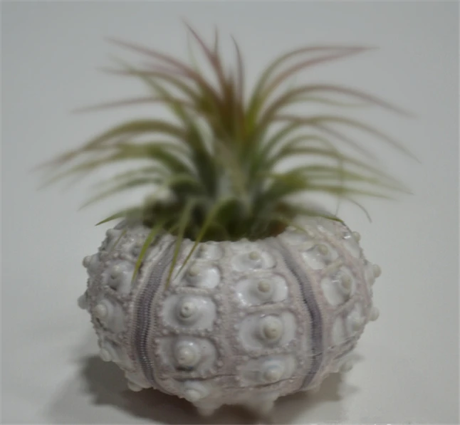 

Small Natural Sea Urchin Shell Artificial Flowers In Decorative Mini Pots Home Decoration Gift