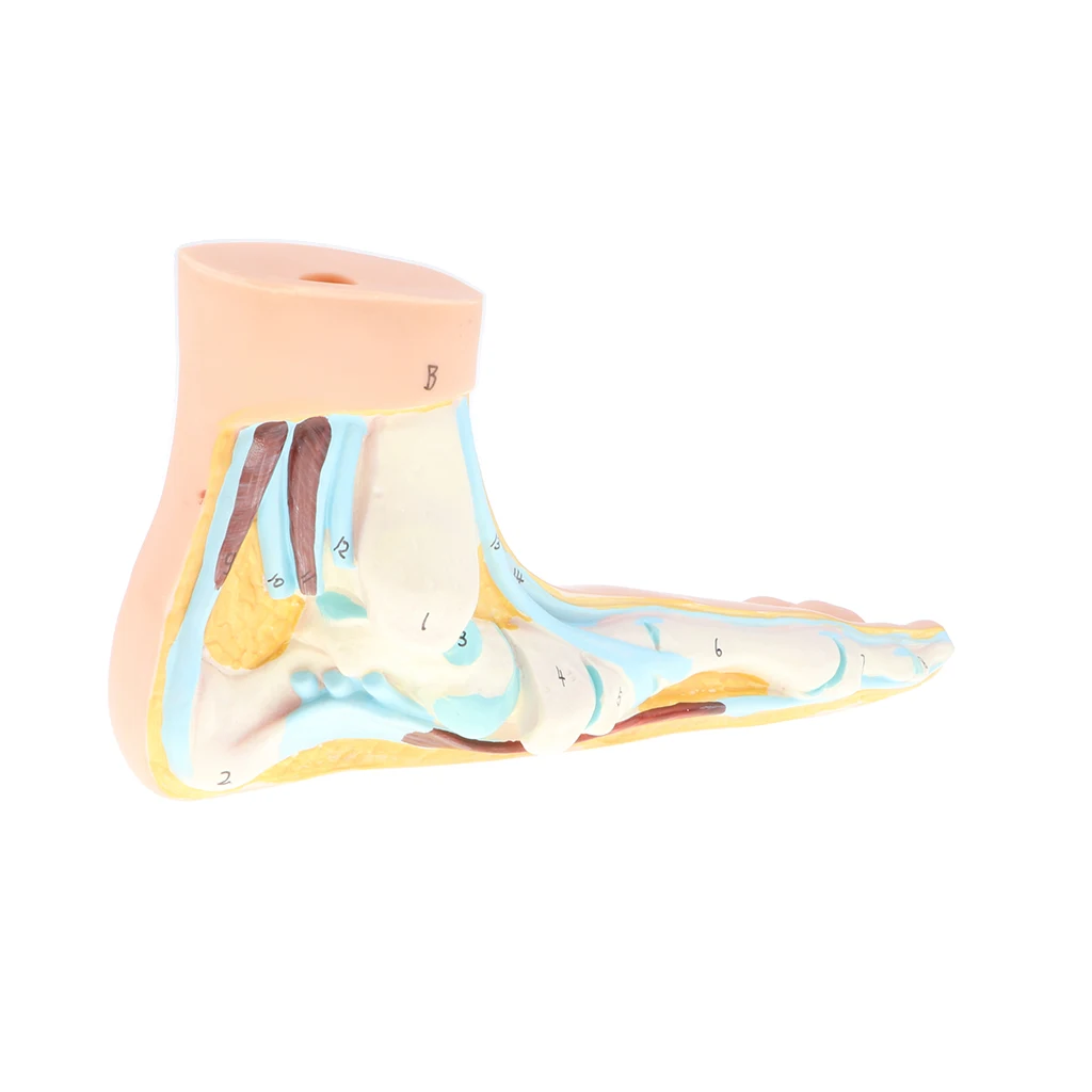 1:1 Lifesize Human Normal/ Arched/ Flat Foot Model with Ligaments Bones Muscles Medical Anatomical Study Kit
