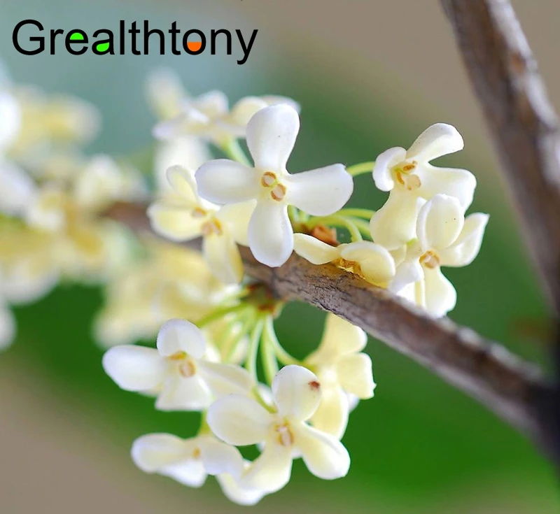 Osmanthus 100 мл успокаивающее ароматерапевтическое масло для ванны в одностороннем порядке масло османтуса