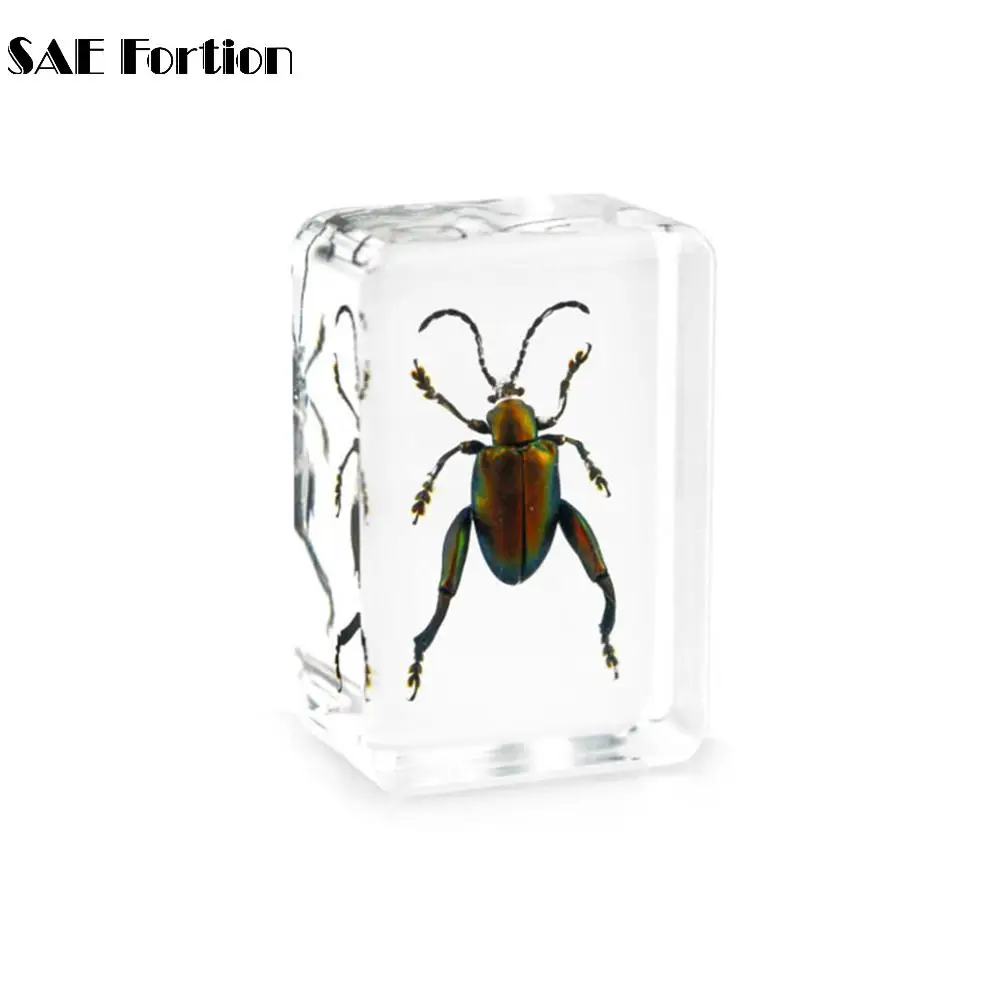 SAE Fortion 1 шт. китайский прозрачный акриловый луцит коллекция насекомых розовый жук