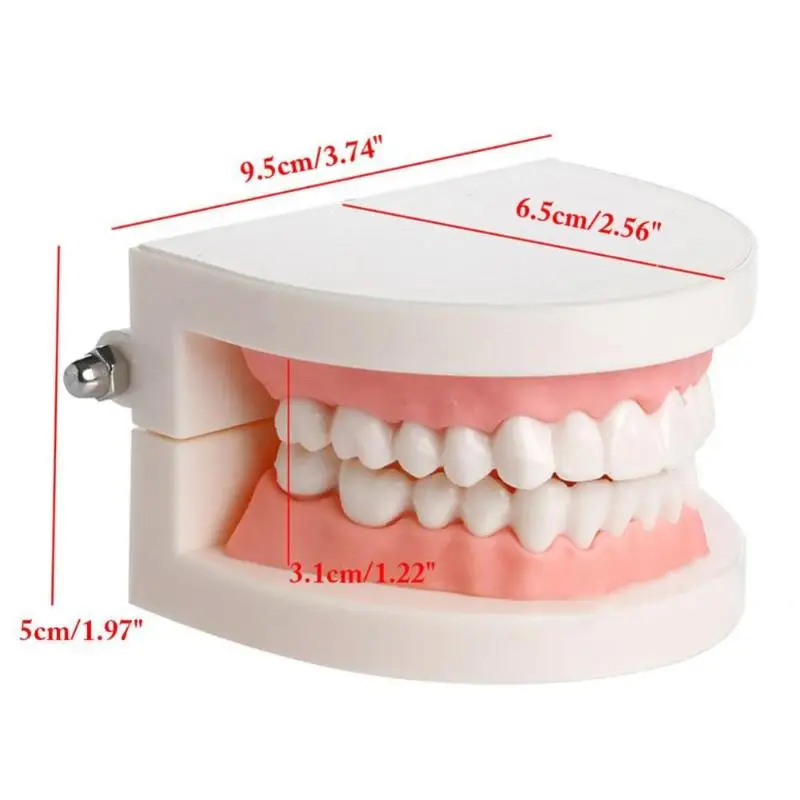 Профессиональная Модель белых зубов для взрослых, стандартный стоматологический обучающий инструмент, демонстрационный инструмент для орального медицинского образования, модель зубов