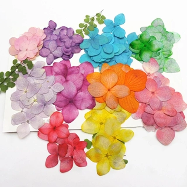 Garden Decoration Dried Pressed Flower Colors Hydrangea ...