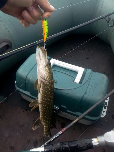 1szt połowów przynęty Minnow korale twarde przynęty Tight Wobble powolny zatonięcie Jerkbait wędkarski tanie i dobre opinie Rzeka zbiornik staw Ocean Boat Fishing strumień Ocean Beach wędkowanie jezioro W SEALURER Sztuczna przynęta 7 cm 1szt połowów przynęty Minnow korale twarde przynęty Tight Wobble powolny zatonięcie Jerkbait wędkarski tanie i dobre opinie Rzeka zbiornik staw Ocean Boat Fishing strumień Ocean Beach wędkowanie jezioro W SEALURER Sztuczna przynęta 7 cm