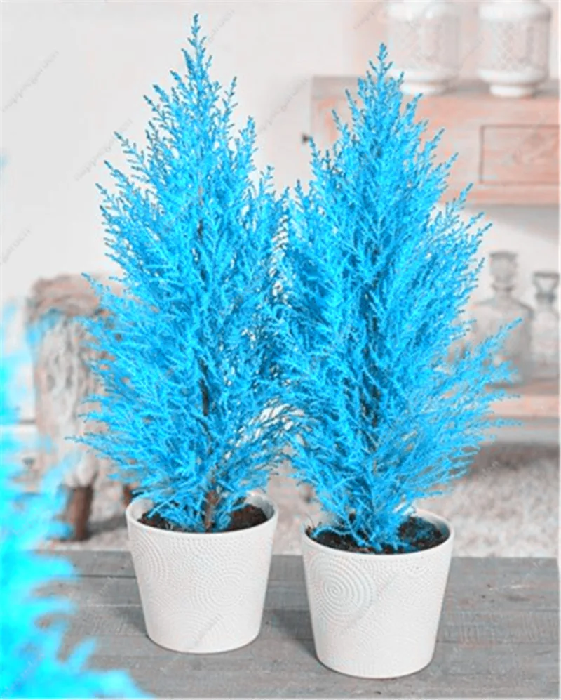 

50 Pcs Blue Cypress Bonsai Trees Plants Platycladus Orientalis Oriental Arborvitae plants Conifer Plants Diy Home Garden