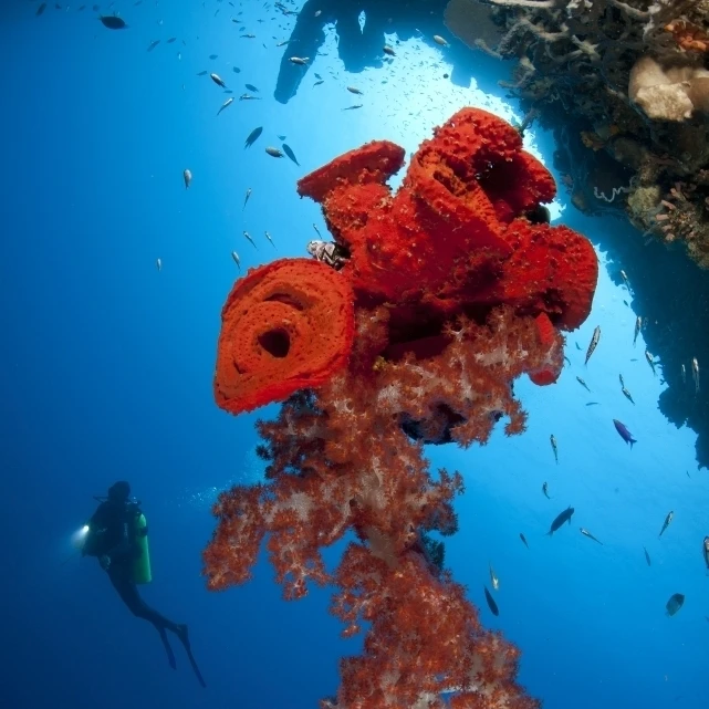 Diver looks on at a bright red soft coral and sponge hanging from a cave Poster Print (22 x 34)
