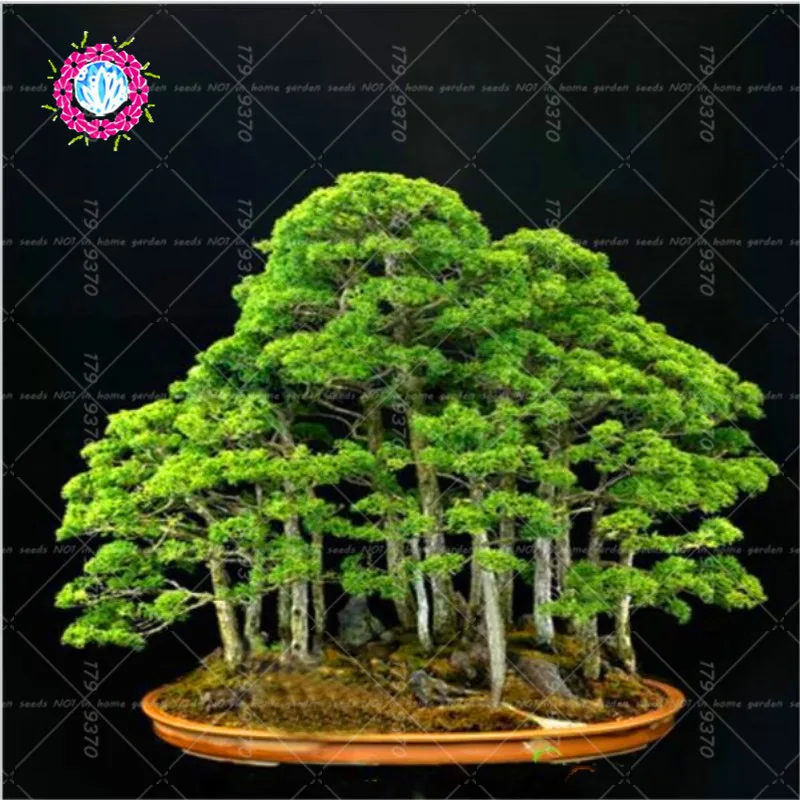 

50pcs Rare Juniper Bonsai Tree Potted plants Office Bonsai Purify The Air Absorb Harmful Gases for home garden plants planting