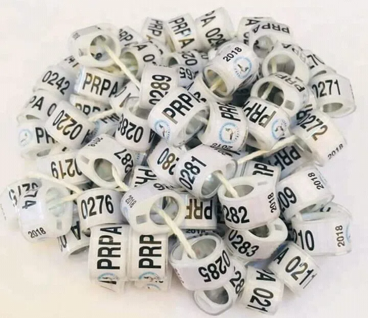 Индивидуальные птица кольца для голубей 100 шт./лот