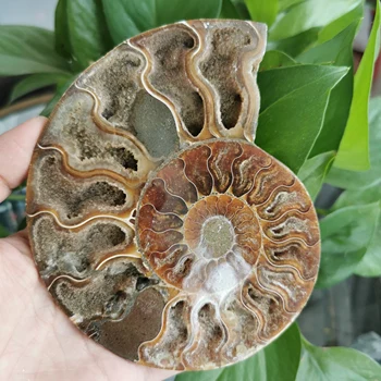 

240-250g Natural ammonite shell gemstone fossil specimen