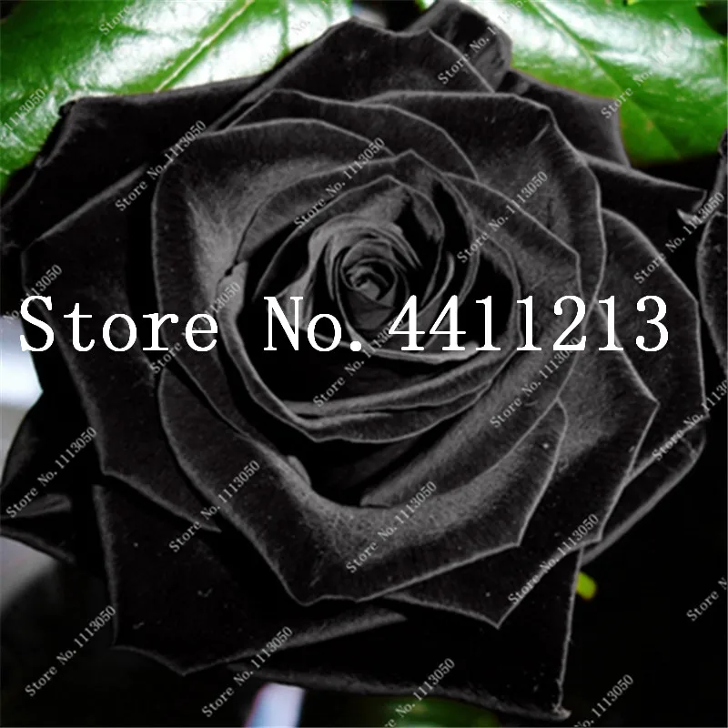 

100 Pcs Mysterious Black Rose Flower Plant bonsais Beautiful Black Rose Perennial Flowers Plant For Home Garden