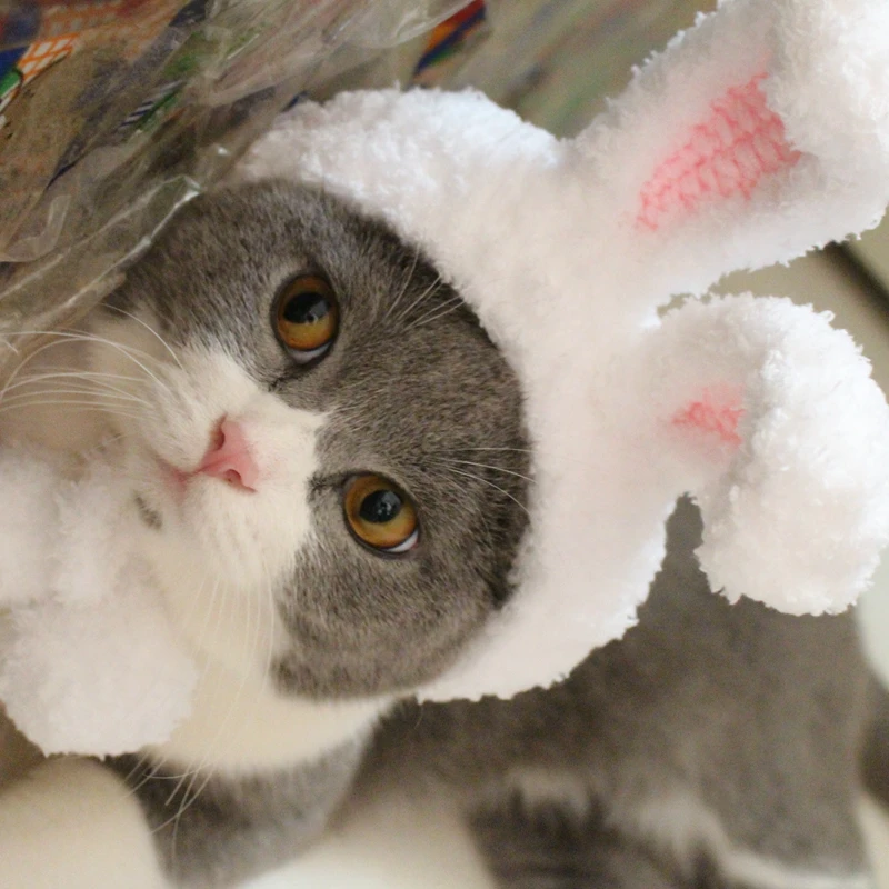 

[MPK Store] Rabbit Ears Cat Hat, Cat Headwear, Cat Hood, 2 Sizes Available