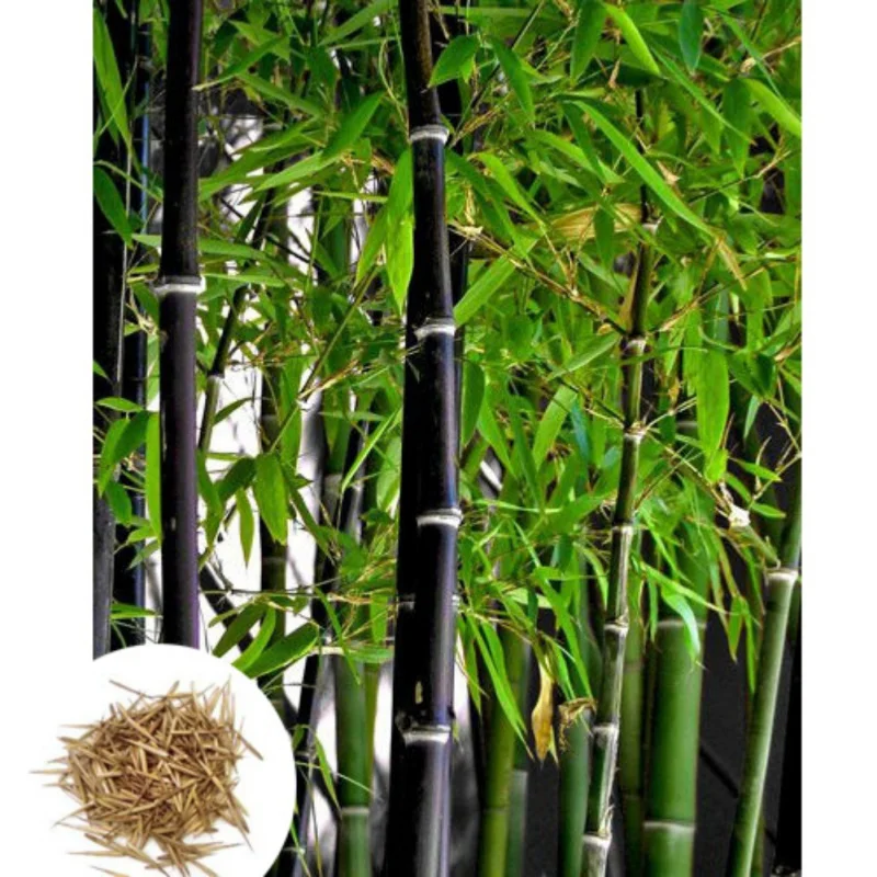

100pcs/set Black Bamboo Seed Kit Evergreen Plant Seeds Garden Decor