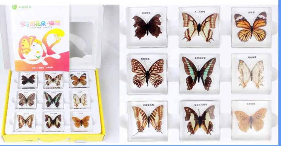 Образцы бабочек Начальная школа детский сад комната обнаружения ...