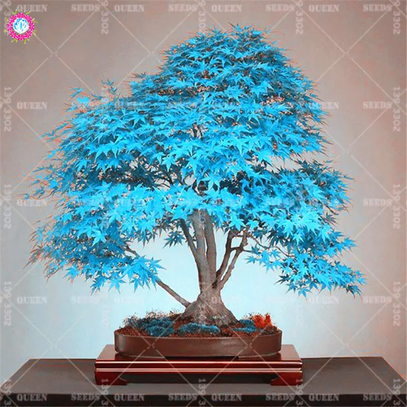 BONSAI 10pcs Blue Maple Tree Rare Japanese Maple Tropical Indoor Bonsai Tree Ornamental Potted Plants for Home Garden Decoration BONSAI 10pcs Blue Maple Tree Rare Japanese Maple Tropical Indoor Bonsai Tree Ornamental Potted Plants for Home Garden Decoration
