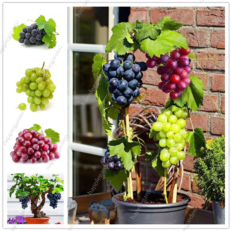 

200pcs/bag Grape Bonsai Miniature Grape Vine Bonsai Organic fruit Tree Succulent plants sweet food easy to grow plant for garden