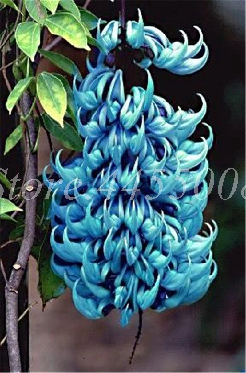 Imported Bonsai Mucuna Pruriens Exotic Jade Vine Perennial Climbing Garden Flower Fragrant Potted Home Planting Easy Grow 10 PCS
