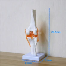 Modèles d'anatomie du genou du squelette, humaine, modèle de squelette, avec Ligaments, modèle commun, fournitures d'enseignement en sciences médicales